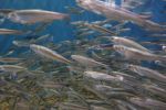 PICTURES/Oregon Coast Aquarium - Newport/t_Fish12.JPG